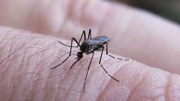 Dengue.