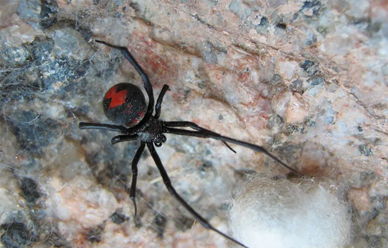 Viuda negra.