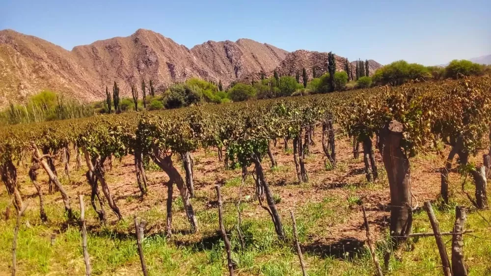 Viñas afectadas por las heladas.