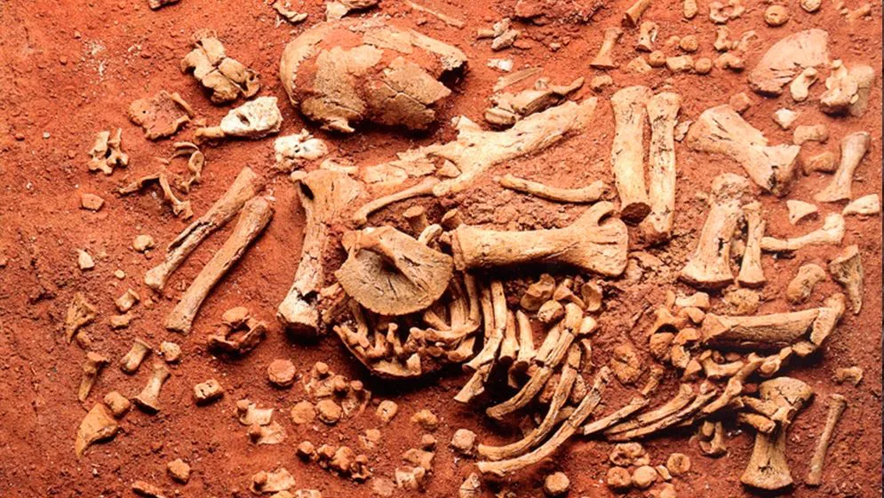 Restos fósiles de un feto de perezoso gigante.