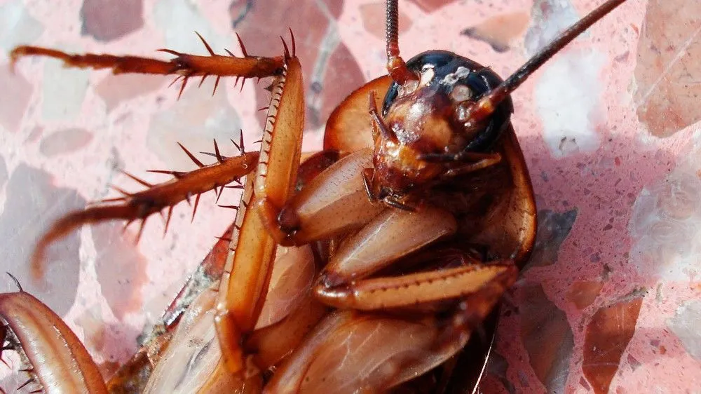 Cucaracha.