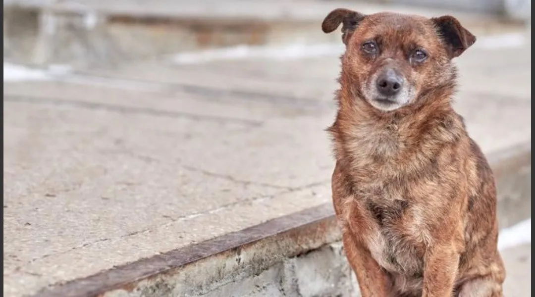 Perros maltratados.