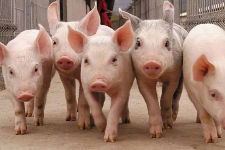 Chanchos.