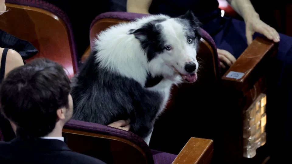 “Messi”, el perro actor.