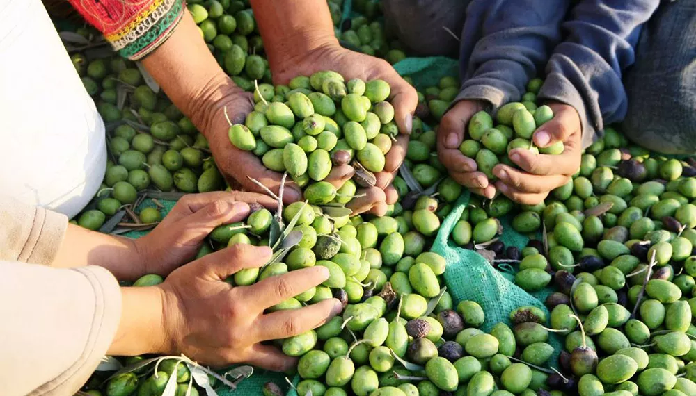 Cosecha de aceitunas.