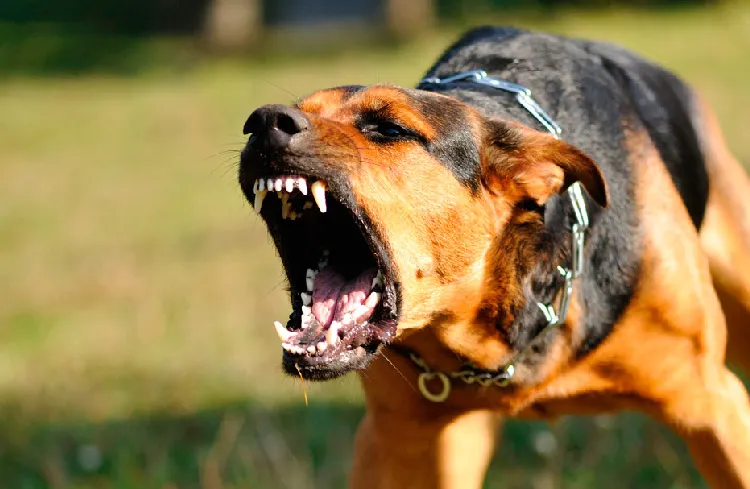 Perro raza metiza.