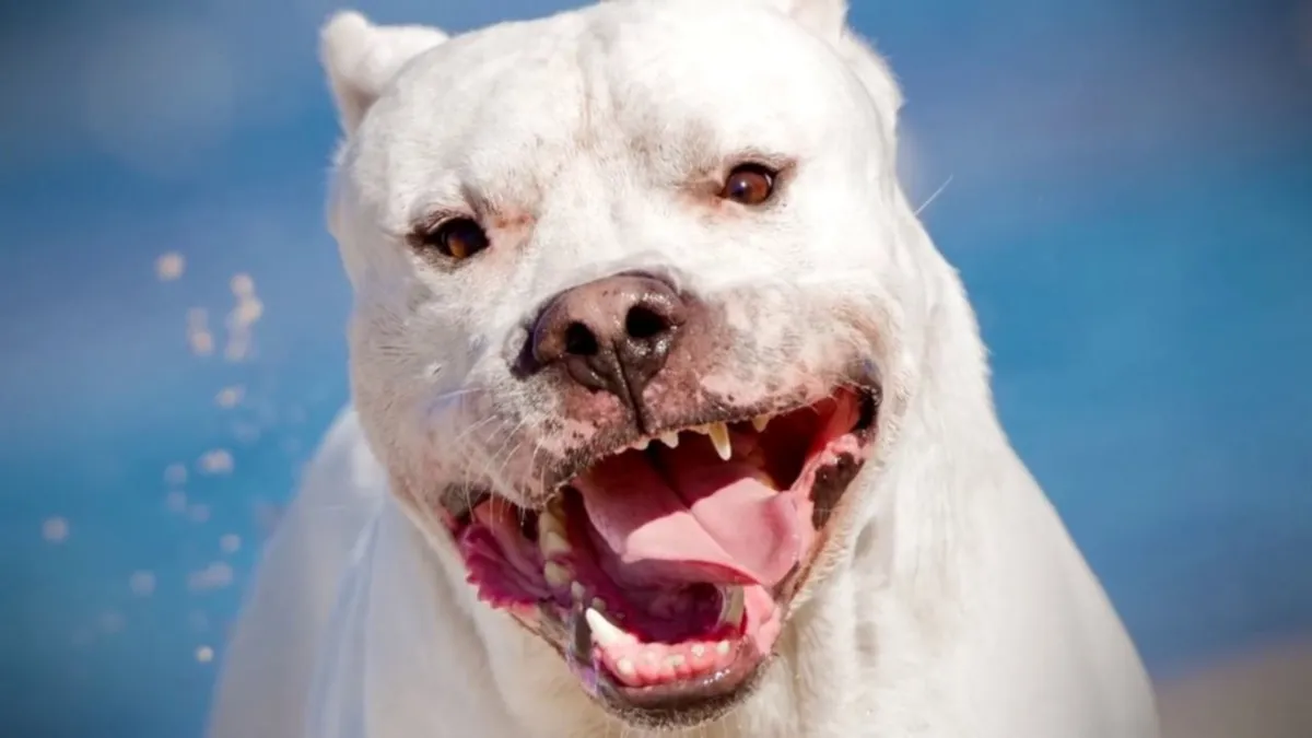 Dogo.