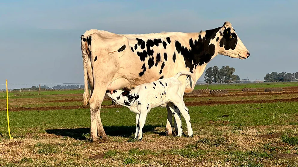 Vaca.