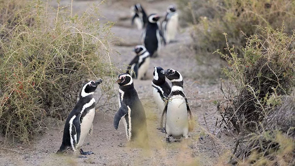 Pingüinos.